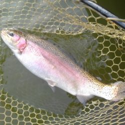 大安トラウトレイク 釣果